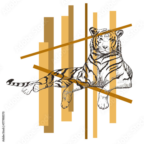Fototapeta Naklejka Na Ścianę i Meble -  tiger sketch