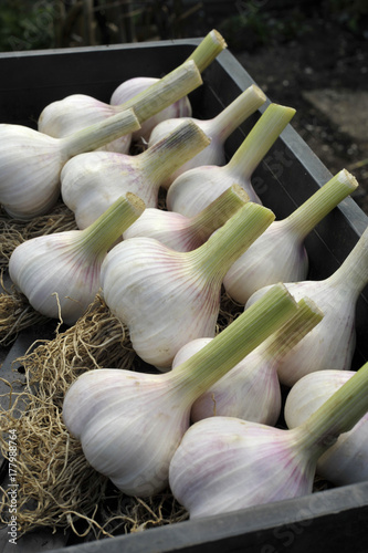 Garlic