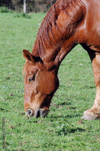 Horse