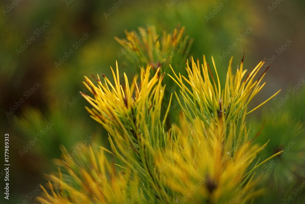 Yellow Autumn Branch Of A Pine Yellow Autumn Branch Of A Pine