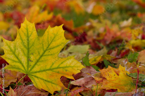 Colorful background of fallen autumn leaves