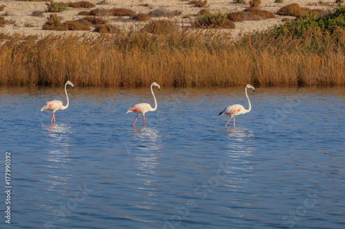 pink flamingos walking through the water