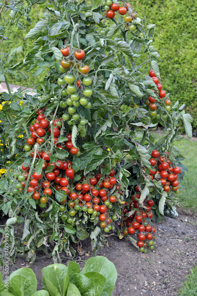 Tomato
