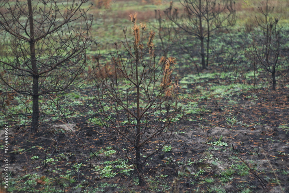 young pine tree after fire