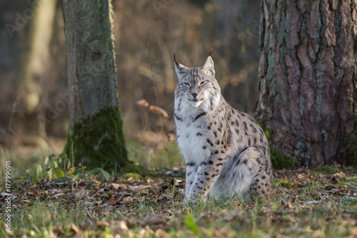 Lynx assis  © Wildpix imagery