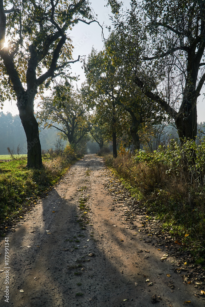 Trees on a dirt road during autumn in Poland. Trees on a dirt road during autumn in Poland.