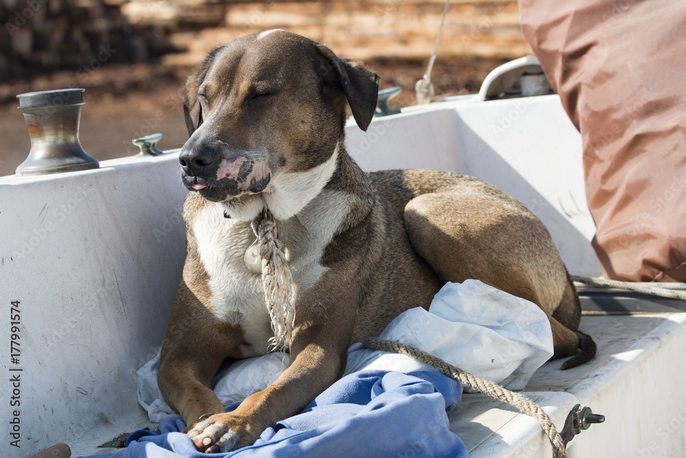 Obraz premium Koa the Hound Relaxing on a Boat