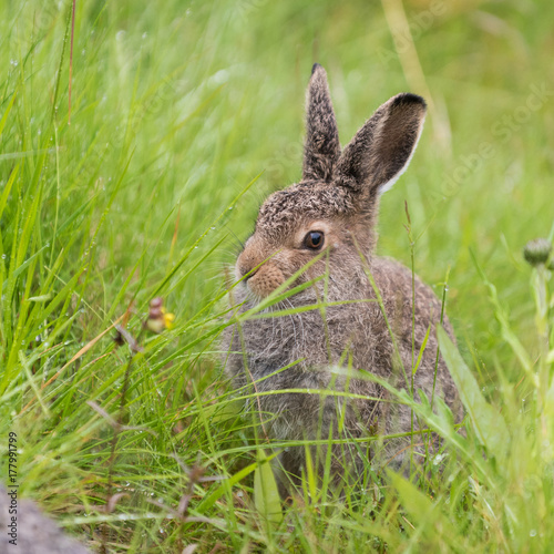 Young hare sitting in the grass
