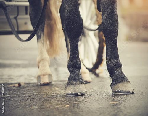 Legs of the horse harnessed in the carriage.