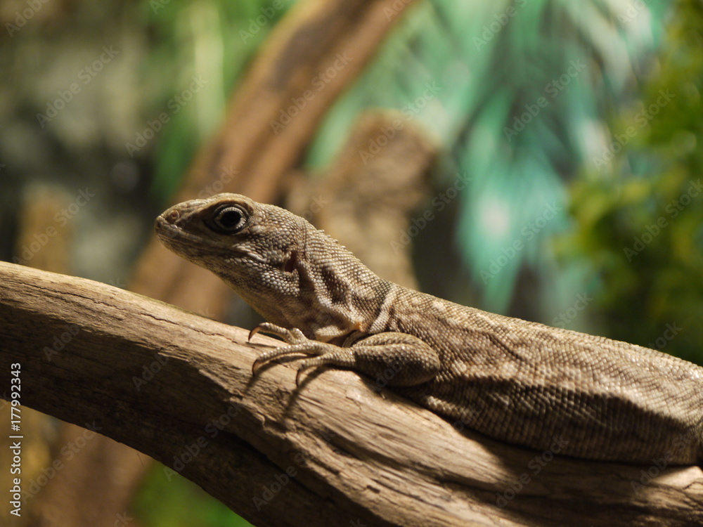 Fototapeta premium 17