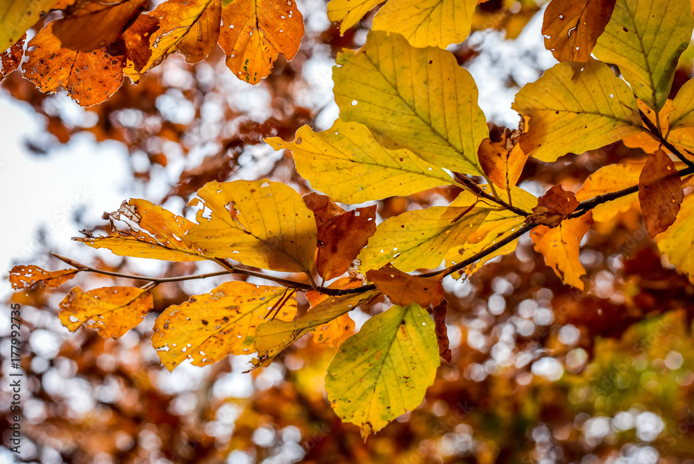 Colorful autumn scenery with tree leaves in a forest Colorful autumn scenery with tree leaves in a forest