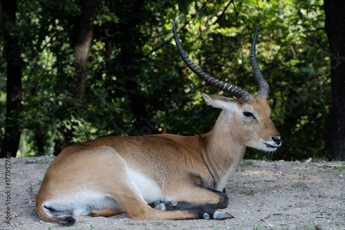 Impala