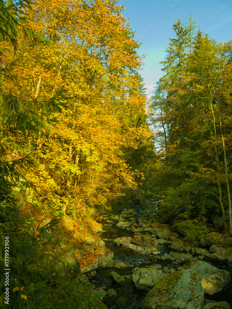 creek in a forest in autumn - Bavaria