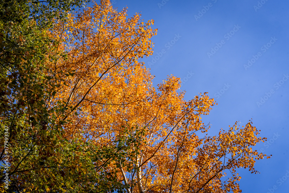 Colorful autumn landscape on a mountain Colorful autumn landscape on a mountain