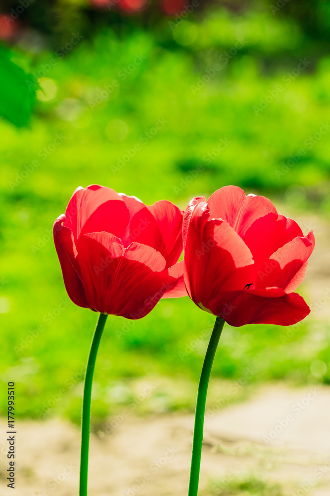 Red tulips in nature