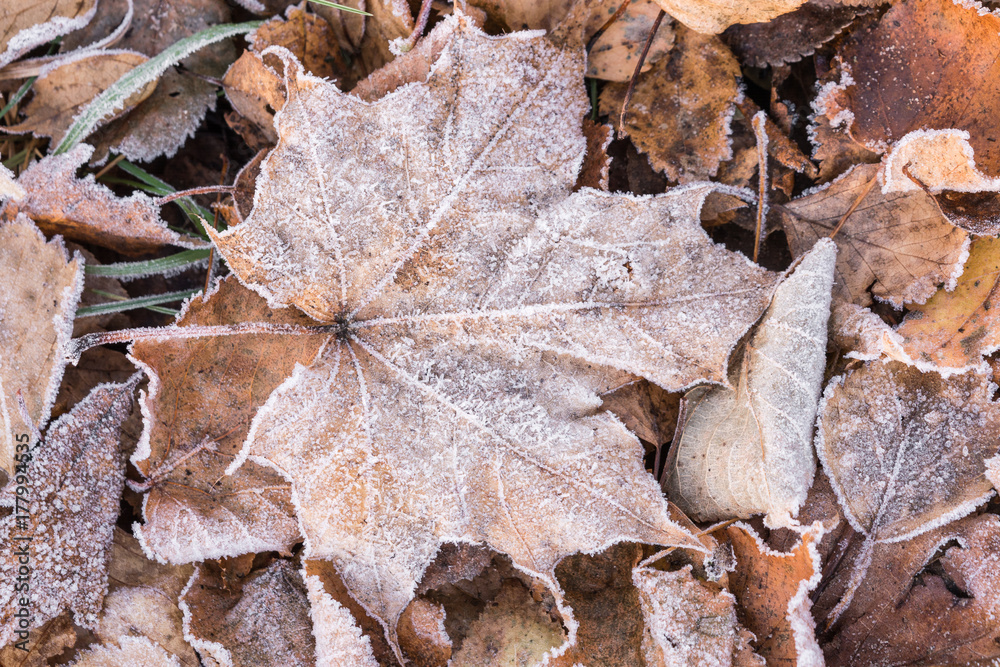 fallen dry leaves covered with hoarfrost