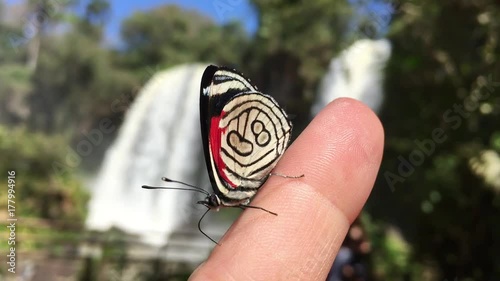 Diaethria anna, the Anna's eighty-eight, wet tropical forests butterfly on hand at Iguazu National Park