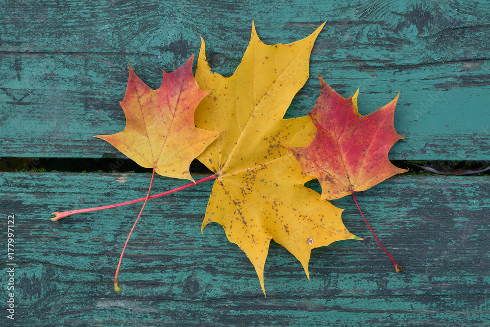 Obraz premium Colorful maple leaves in the autumn on a blue-green colored bench in the park
