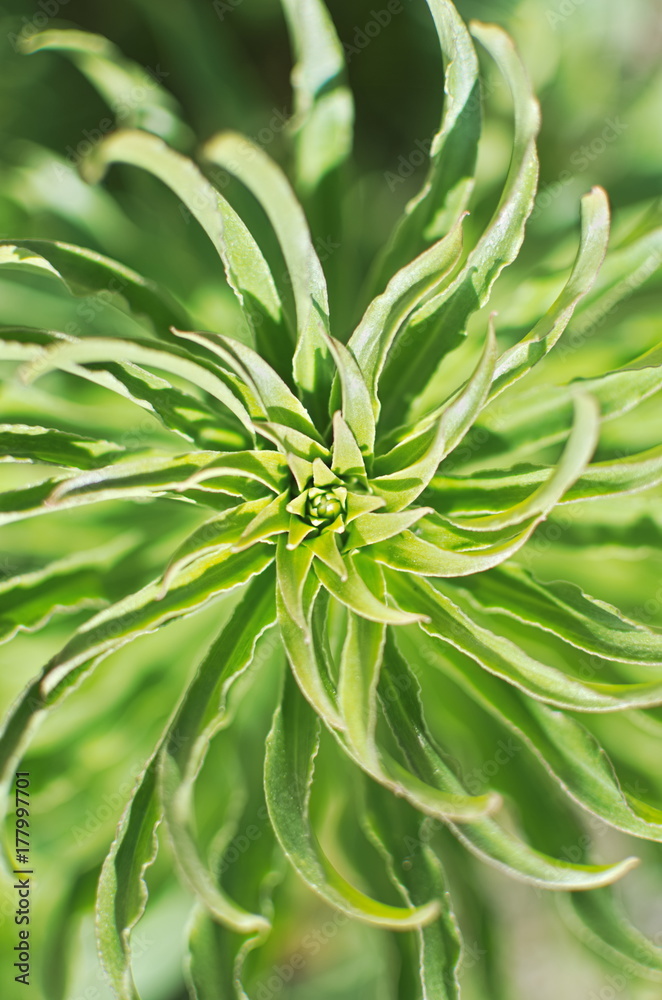 Twisted Plant Abstract Twisted Plant Abstract