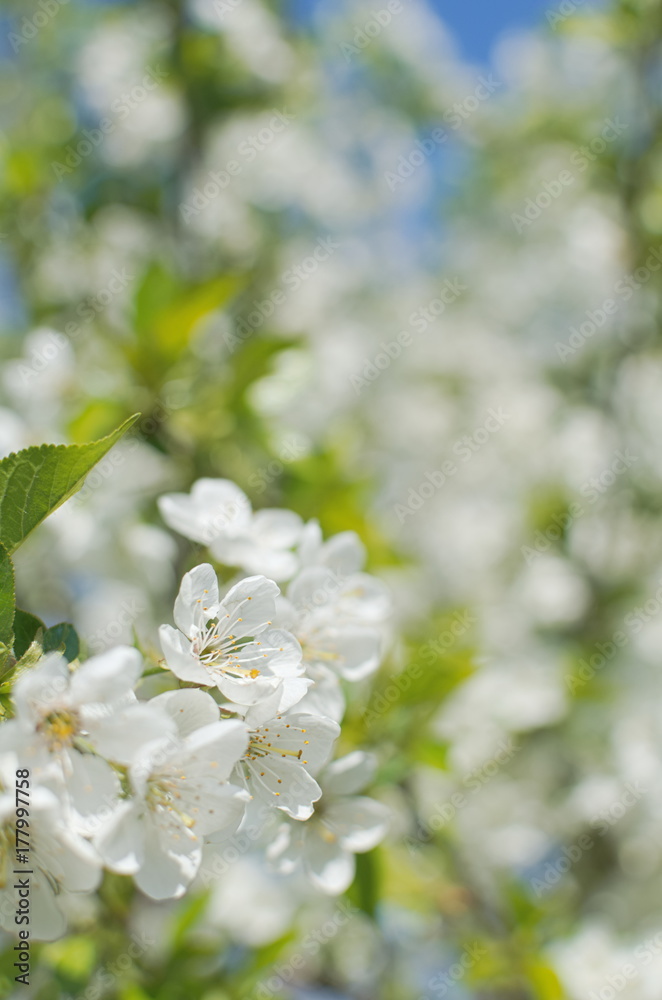 Blooming Tree Closeup Blooming Tree Closeup