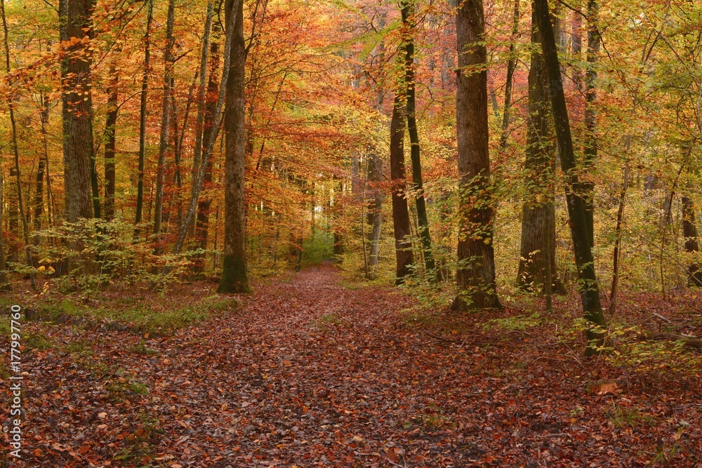 Obraz premium Detail of autumn colored forest in october