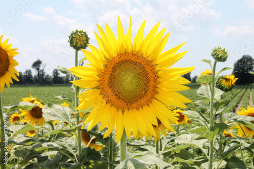 Sunflower and Sunshine 