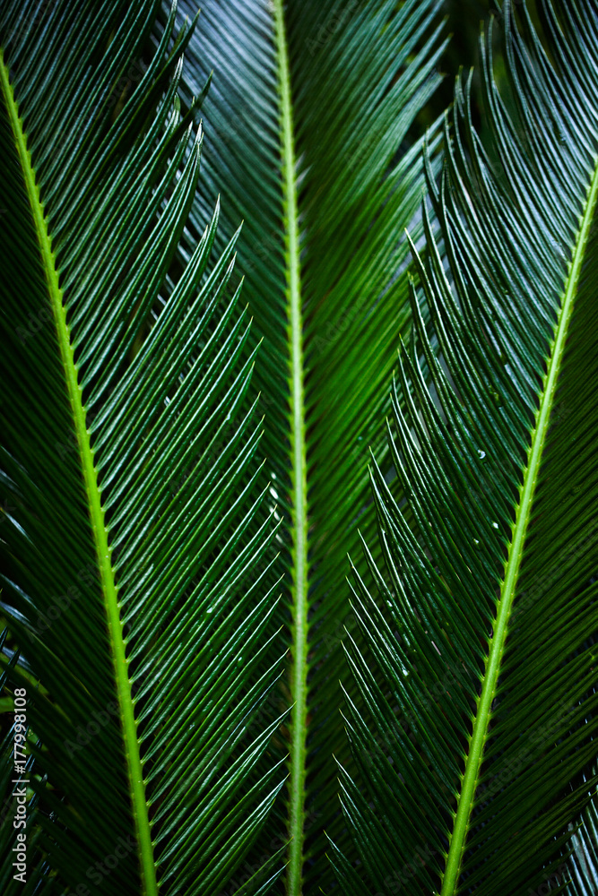 Green leaf texture. Leaf texture background for desygn. Green leaf texture. Leaf texture background for desygn.