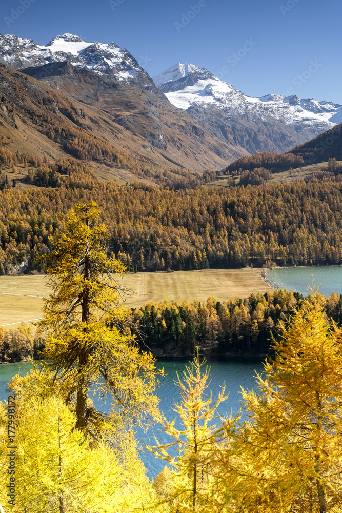 Colorful autumn in the vallaey of Engadin, Graubünden Switzerland, Europe