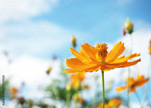 Fototapeta Naklejka Na Ścianę i Meble -  yellow flowers against blue sky for background