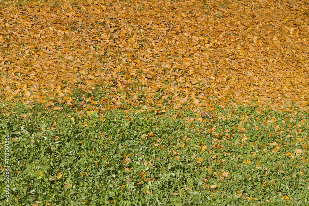 Season is summer-autumn in nature. Fallen leaves on the slope Season is summer-autumn in nature. Fallen leaves on the slope