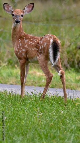 Bambi