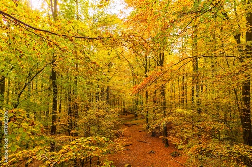 golden autumn forest in soutern germany photo