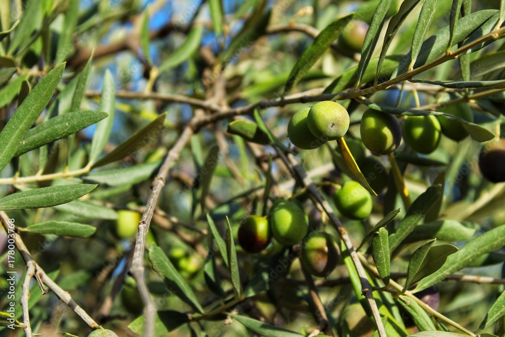 Olives in Chelva plantation