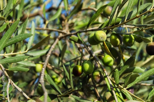 Olives in Chelva plantation