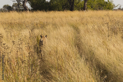 African lioness walking in tall grass