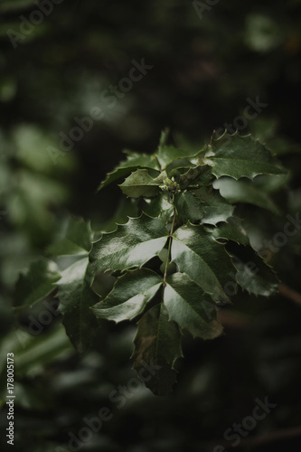 Close up of holly leaves on branch on tree
