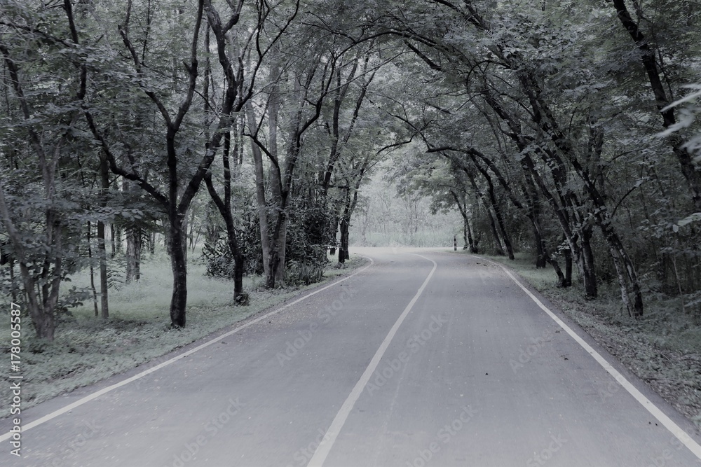 Tree tunnel road black and white color background Tree tunnel road black and white color background