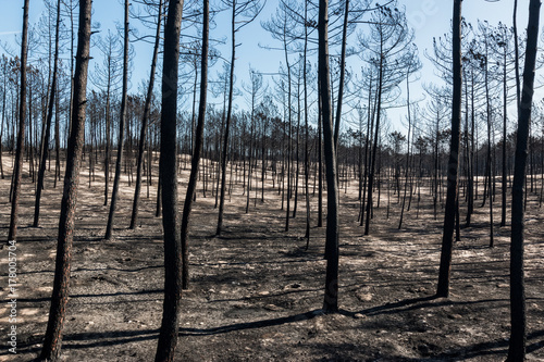 Fototapeta Naklejka Na Ścianę i Meble -  Fires in Portugal - Leiria pine forest great fire.