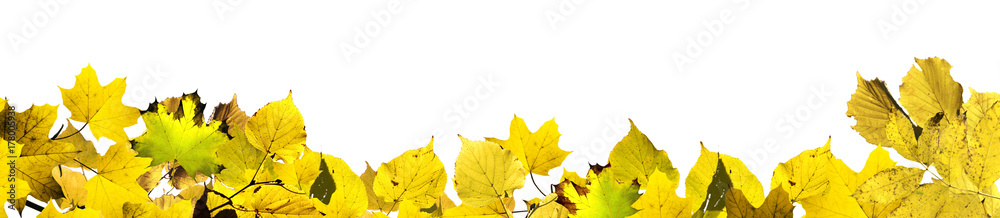 Goldener Herbst auf weissem Hintergrund Goldener Herbst auf weissem Hintergrund