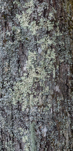 tree growing moss on the side for texture © Melvin