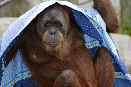 Orangutan