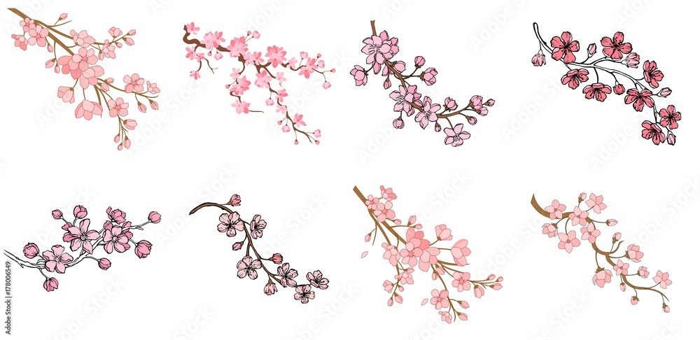 Fototapeta premium Zbiór oddziału sakury z kwiatami i liśćmi na białym tle. Projekt wiosna kwiat wiśni. Ilustracji wektorowych.