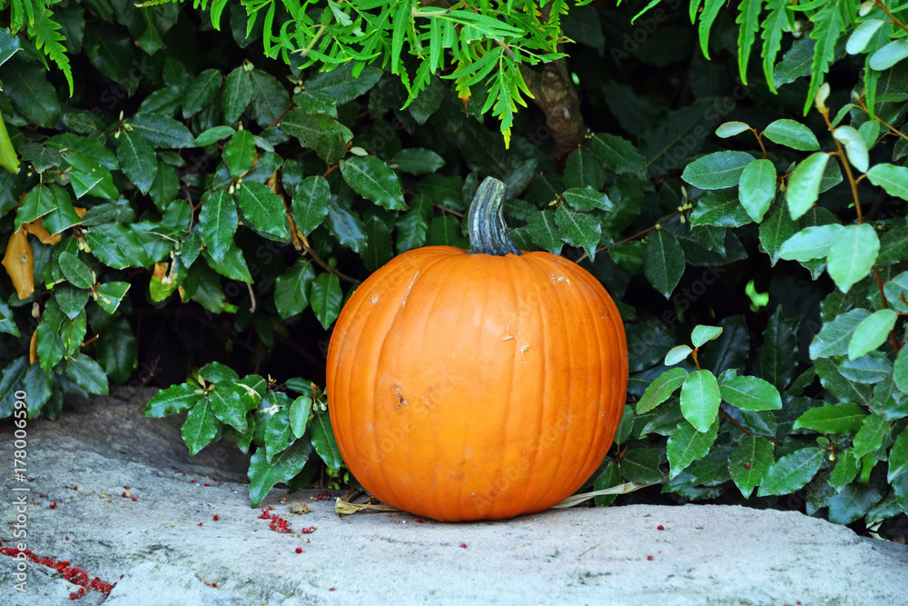 Obraz premium una zucca per halloween. una zucca arancione in varie ambientazioni per halloween
