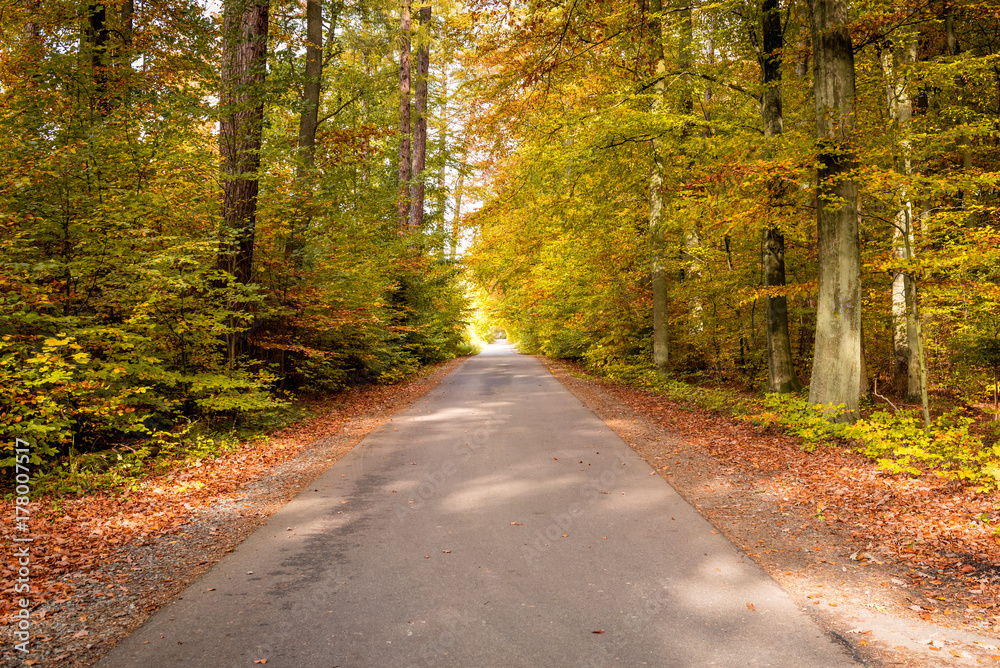 Fototapeta premium Asphalt road and beautiful autumn forest. Kashubia, northern Poland.