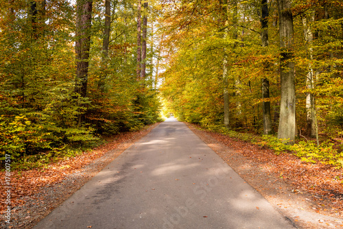 Asphalt road and beautiful autumn forest. Kashubia, northern Poland.