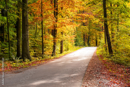 Asphalt road and beautiful autumn forest. Nature scenery with lots of colorful foliage in Kashubia, northern Poland.