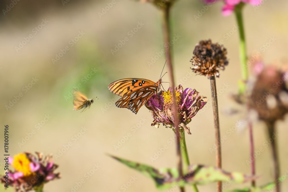 butterflies butterflies