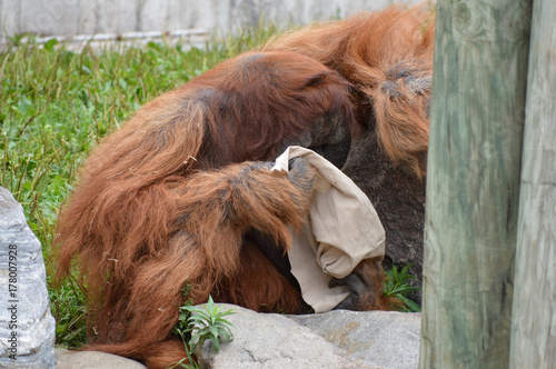 Orangutan photo