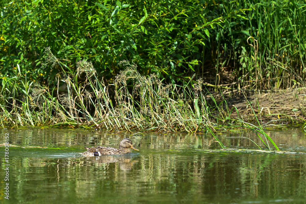Lonely wild duck swims along the river bank on summer sunny day Lonely wild duck swims along the river bank on summer sunny day