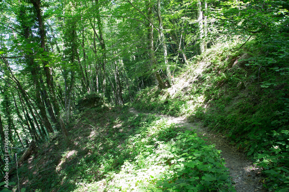 Sentiero, valle della Volpara, dalla Cascata della Volpara a Umito, estate